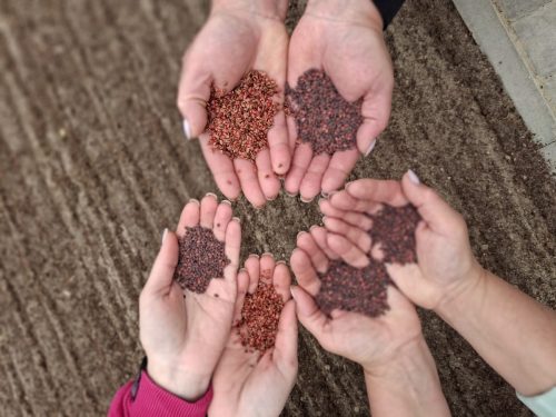 Теплиця Барашівського лісництва