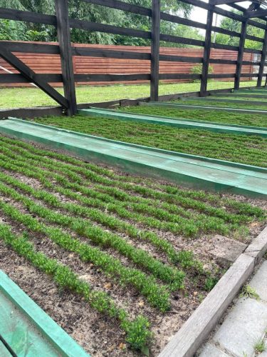 Теплиця Сербівського лісництва