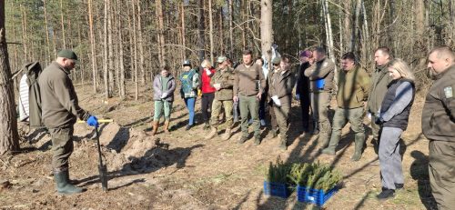 Посадка лісу в Сербівському лісництві