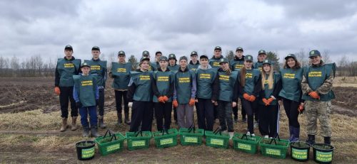 Посадка плантації новорічної ялини